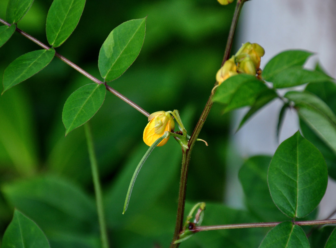 Изображение особи Senna occidentalis.