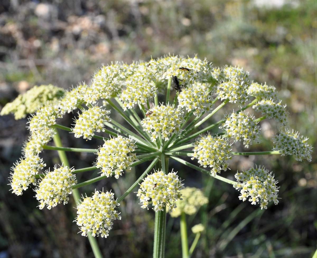 Изображение особи Zosima absinthifolia.