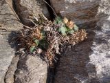 Centaurea raphanina subspecies mixta. Растение, заканчивающее плодоношение. Греция, Эгейское море, север о-ва Парос, национальный парк Св. Яниса Детис Колимбифрес; горная часть парка, в расщелине скалы. 08.11.2018.