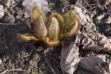 Meconopsis betonicifolia