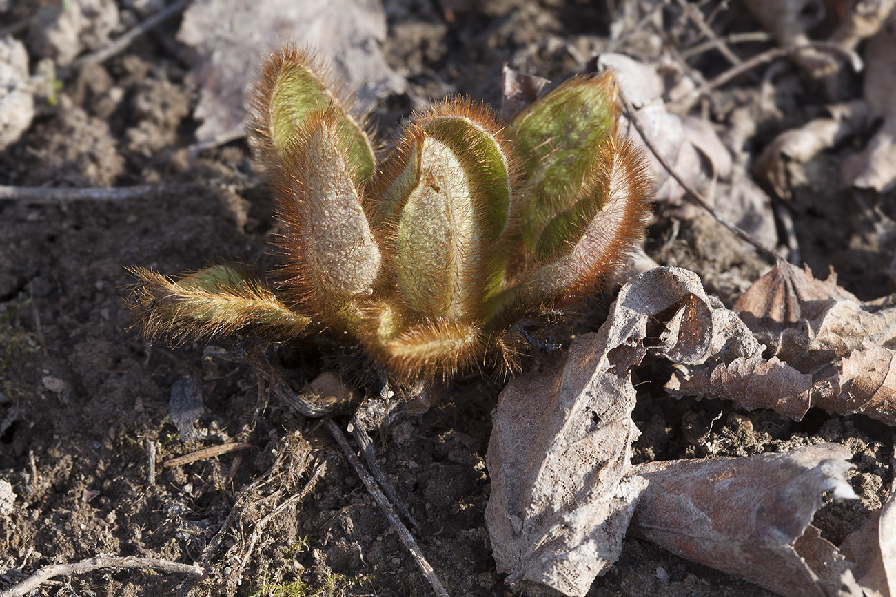 Image of Meconopsis betonicifolia specimen.