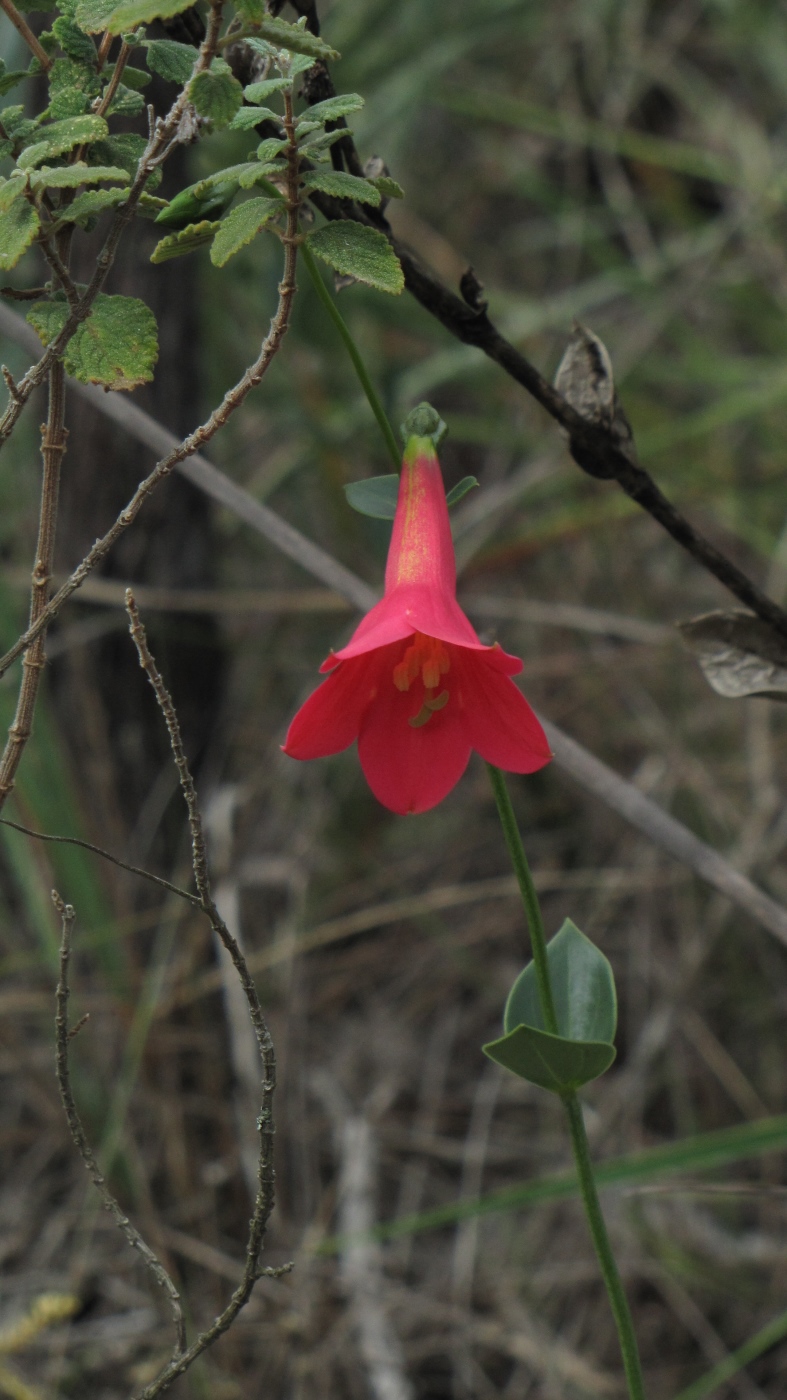 Image of Calolisianthus pedunculatus specimen.