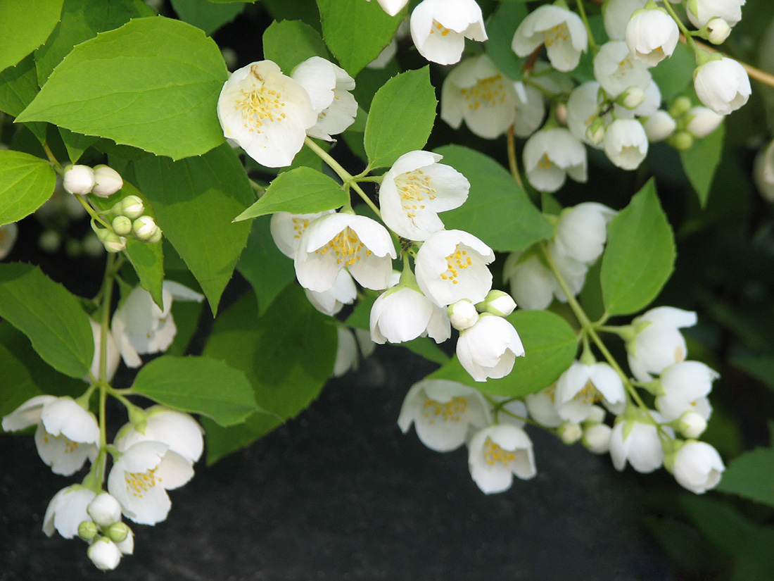 Изображение особи Philadelphus pubescens.