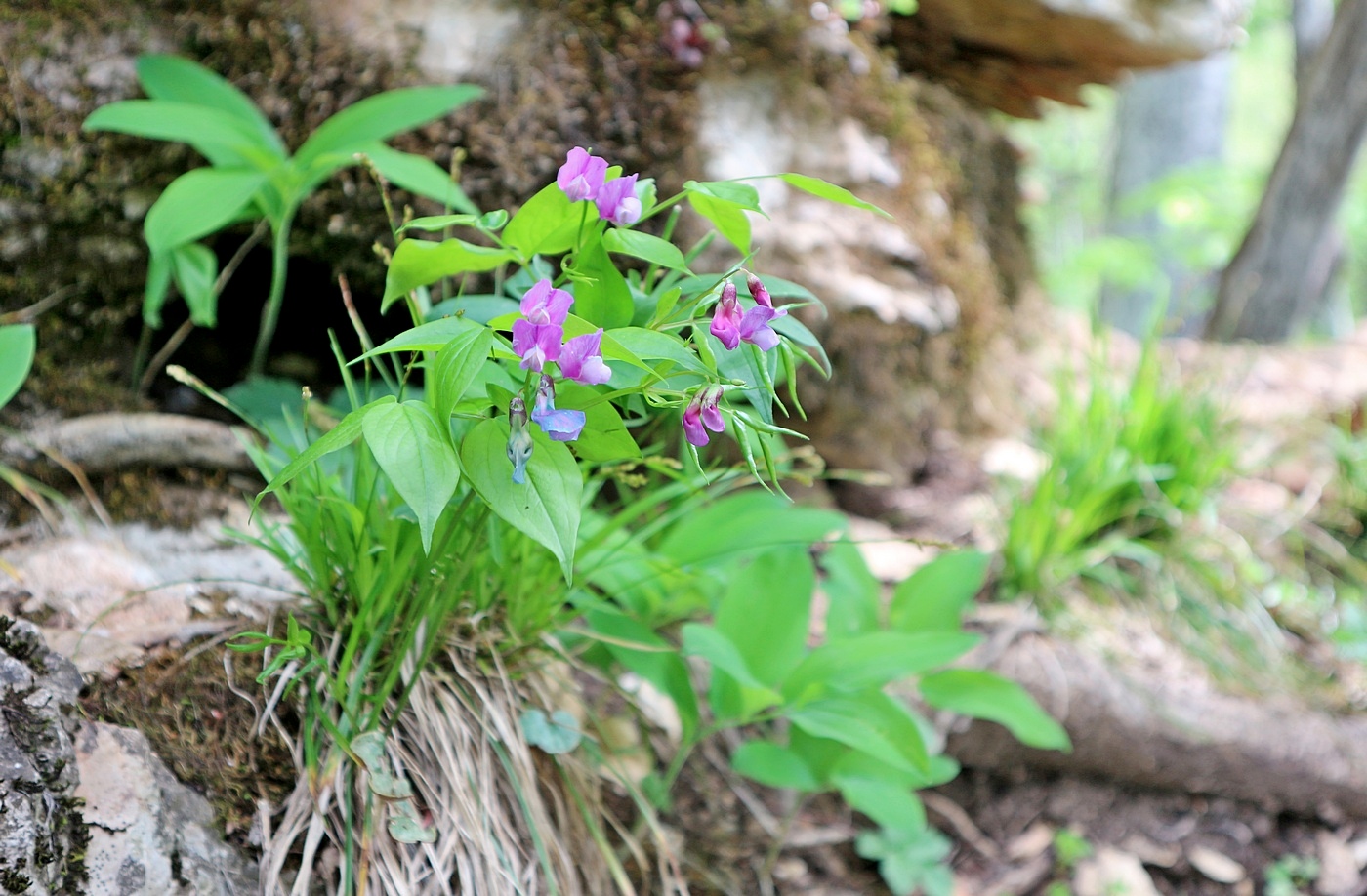 Image of Lathyrus vernus specimen.