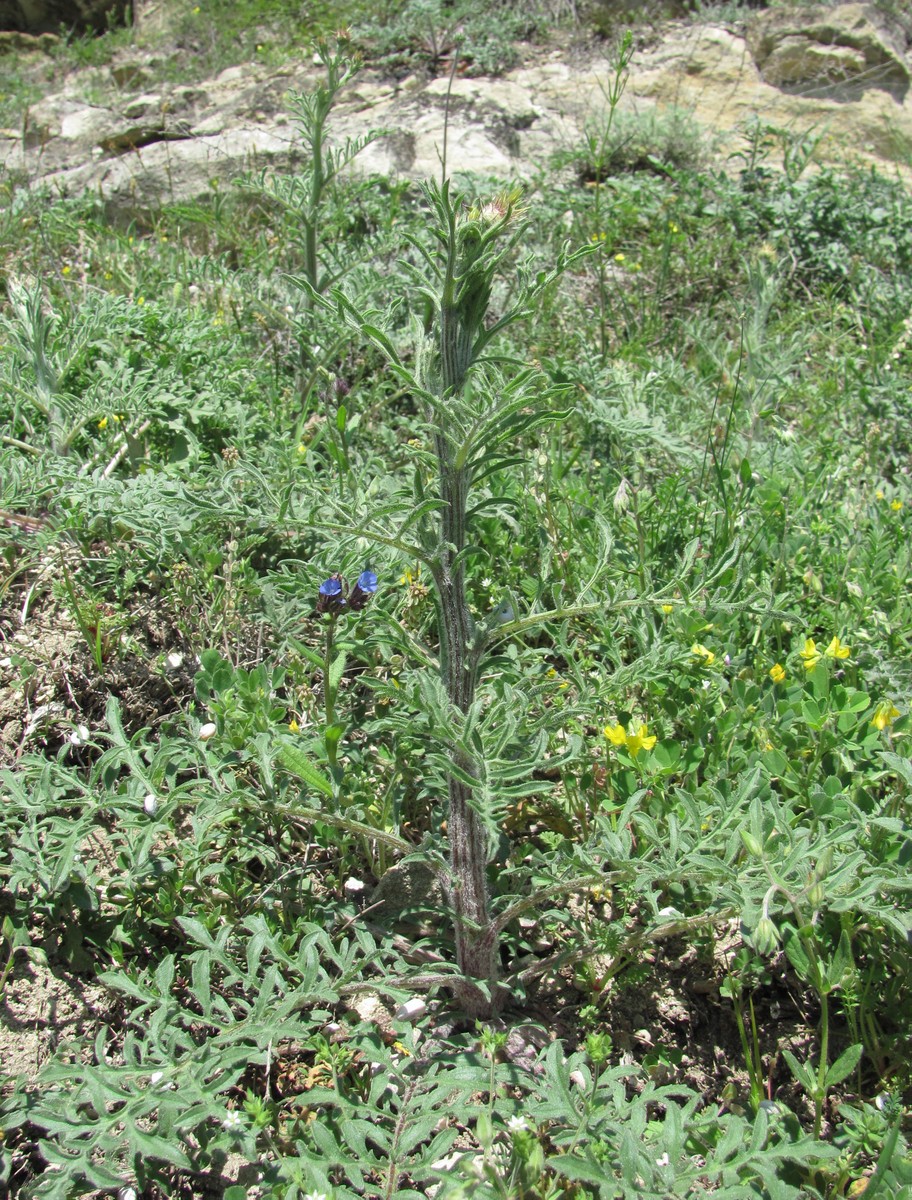 Изображение особи род Centaurea.