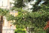 Abies pinsapo