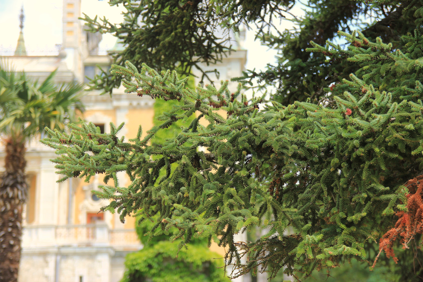 Image of Abies pinsapo specimen.