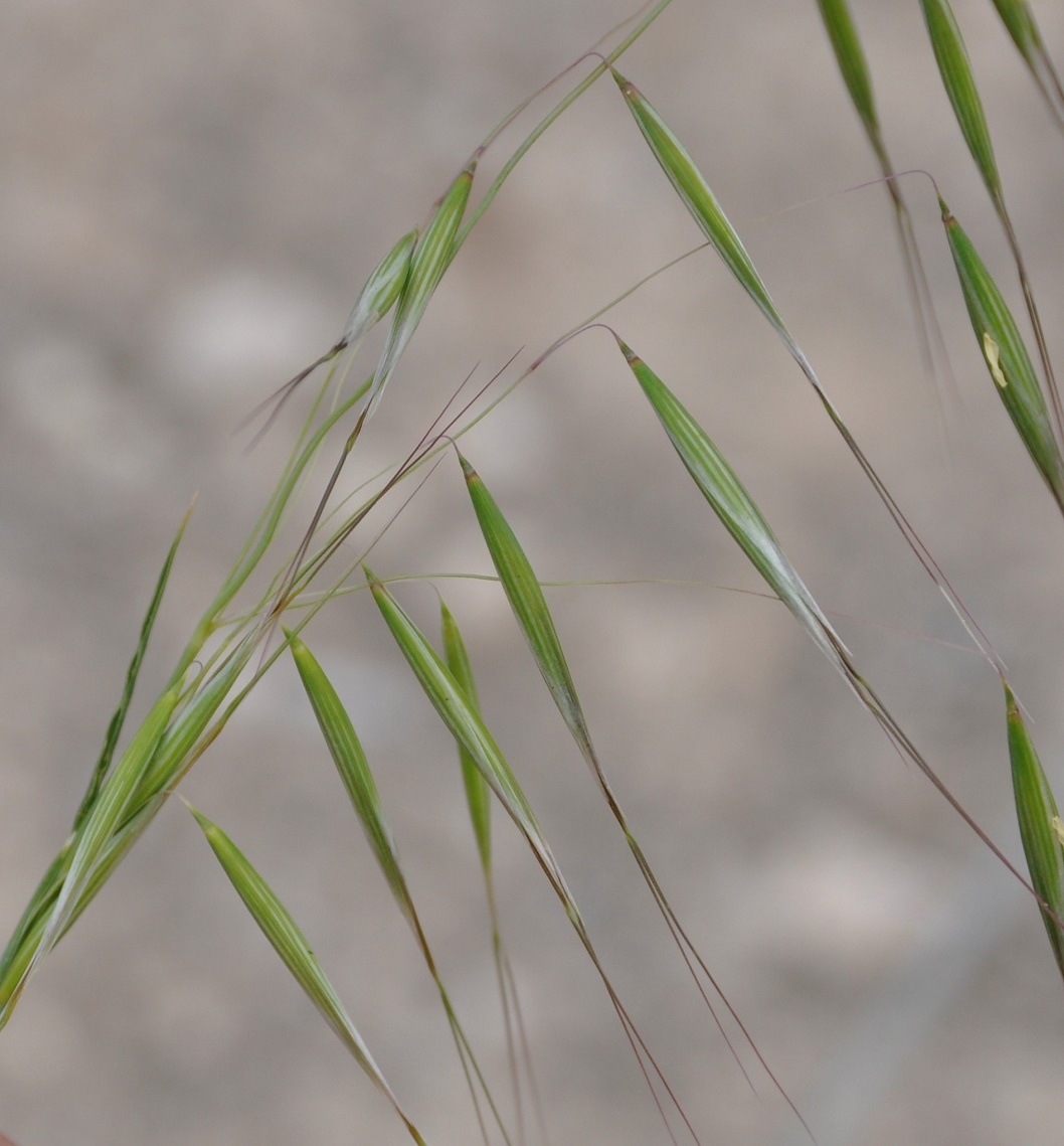 Image of genus Avena specimen.