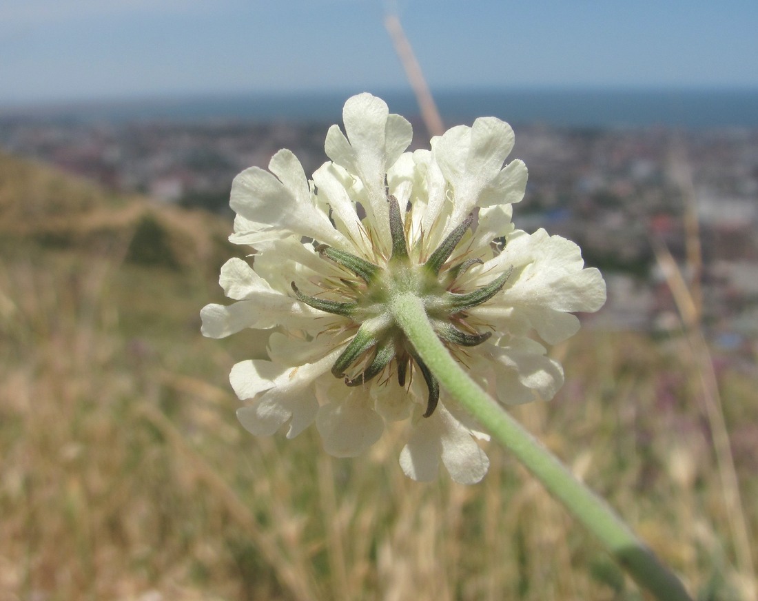 Image of Scabiosa ochroleuca specimen.