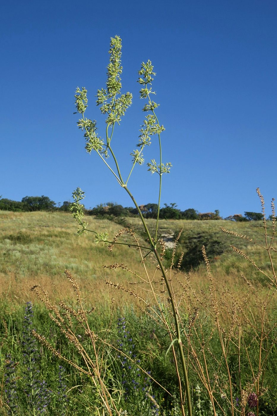 Image of Silene donetzica specimen.