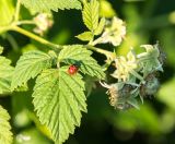 Rubus idaeus