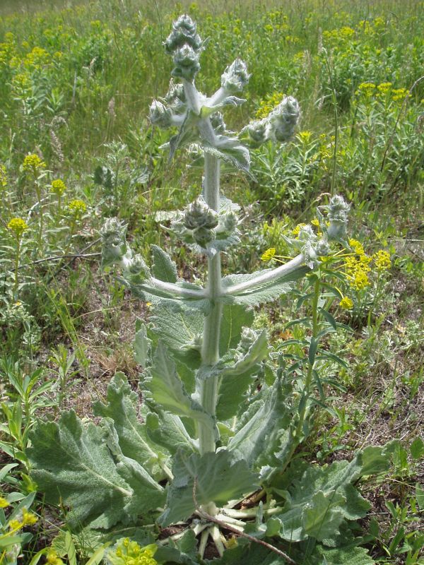 Изображение особи Salvia aethiopis.