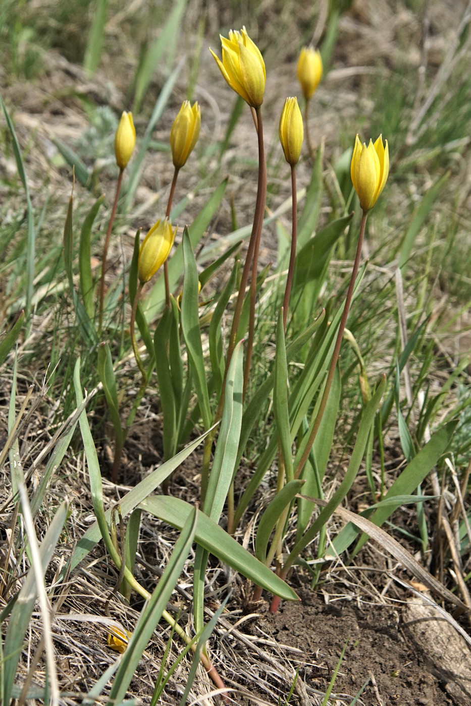 Изображение особи Tulipa biebersteiniana.