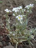 Cerastium argenteum