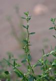 genus Polygonum