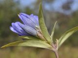 Gentiana scabra. Верхушка побега с соцветием. Приморский край, Шкотовский р-н, окр. с. Новонежино, сырой разнотравный луг. 22.09.2019.