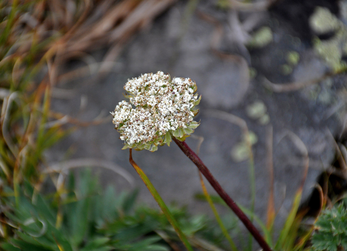 Изображение особи Pachypleurum alpinum.