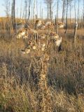 Cirsium vulgare. Сухое плодоносящее растение. Тамбовская обл., Петровский р-н, окр. с. Покровское, берег ручья. 16.10.2019.