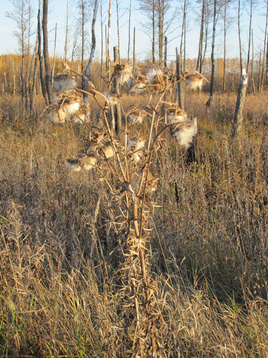 Изображение особи Cirsium vulgare.