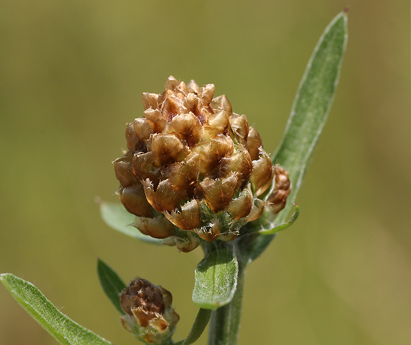 Изображение особи Centaurea jacea.