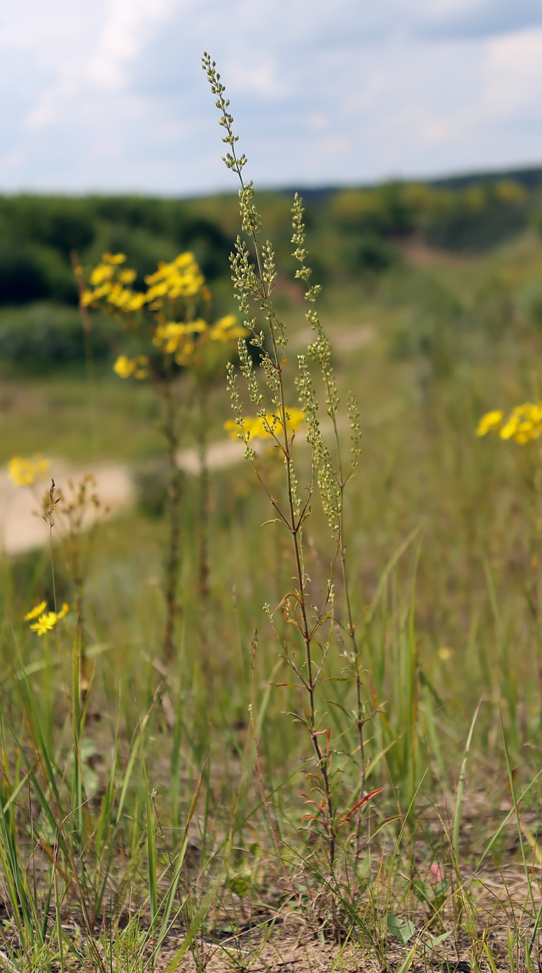 Image of Silene borysthenica specimen.