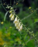 Digitalis grandiflora