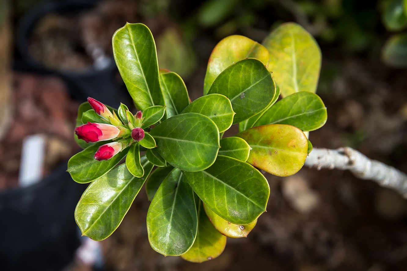 Image of Adenium obesum specimen.