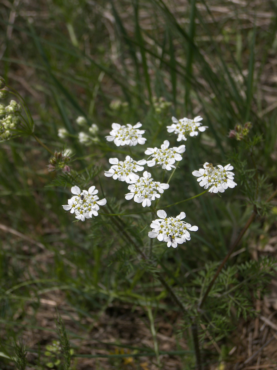 Изображение особи Chaerophyllum crinitum.