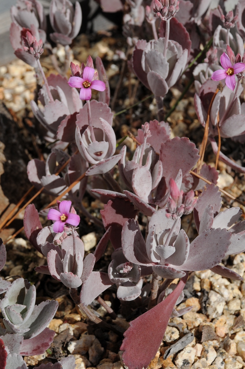 Image of Kalanchoe pumila specimen.
