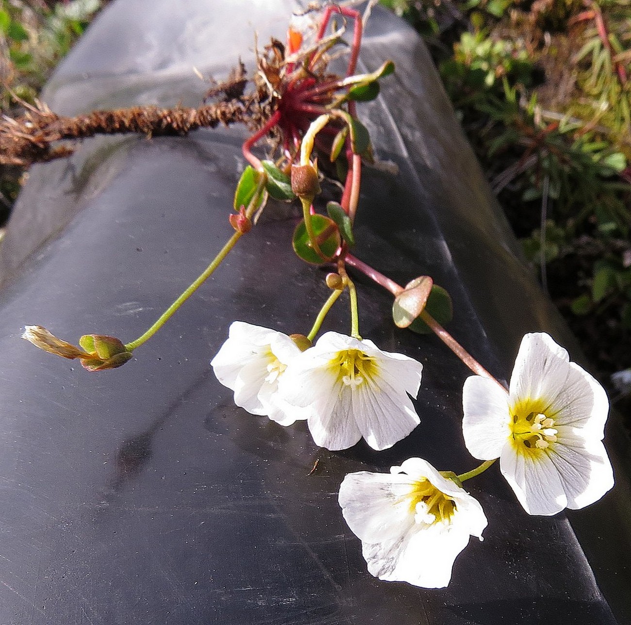 Изображение особи Claytonia arctica.