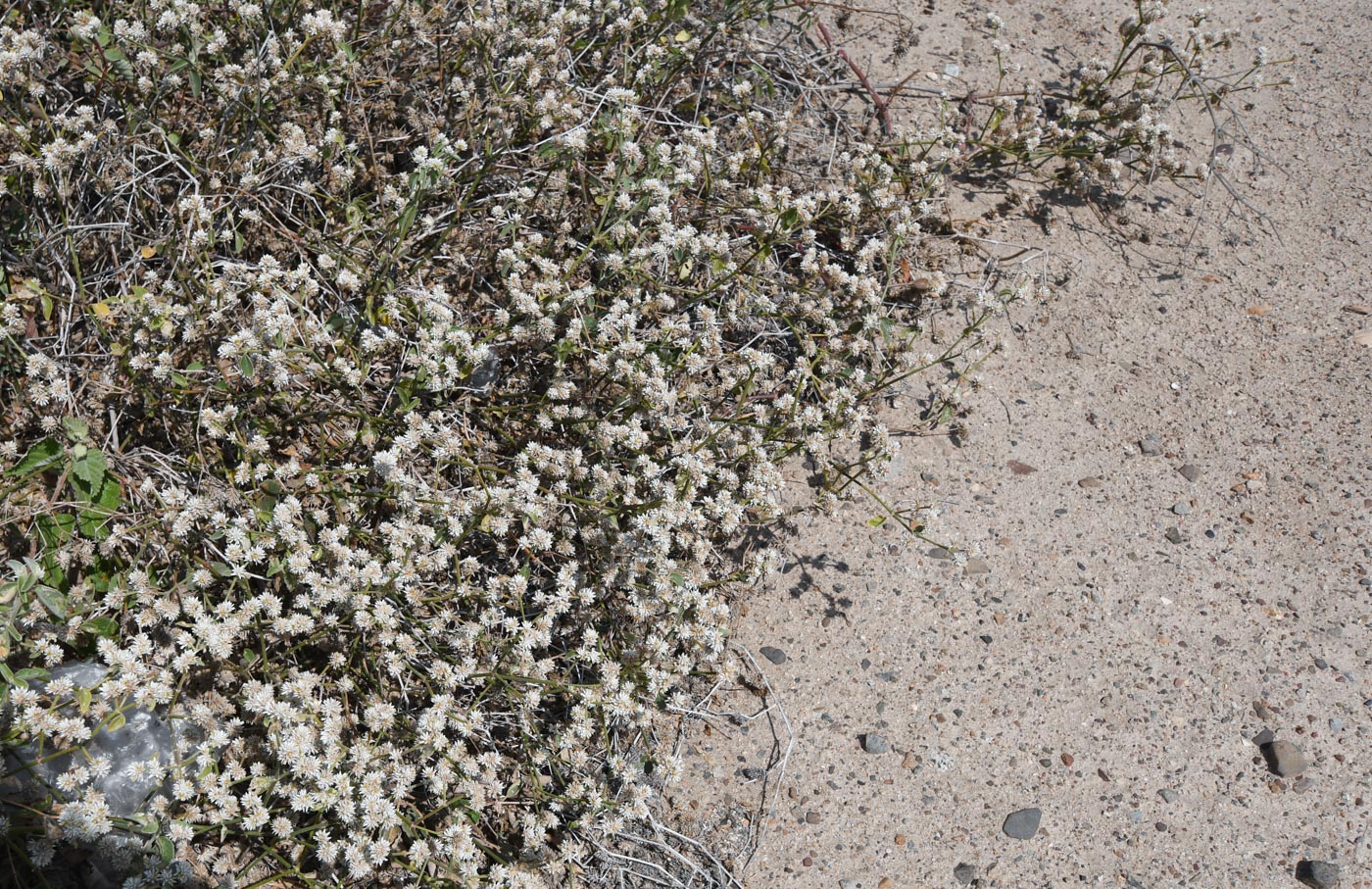 Image of Alternanthera halimifolia specimen.