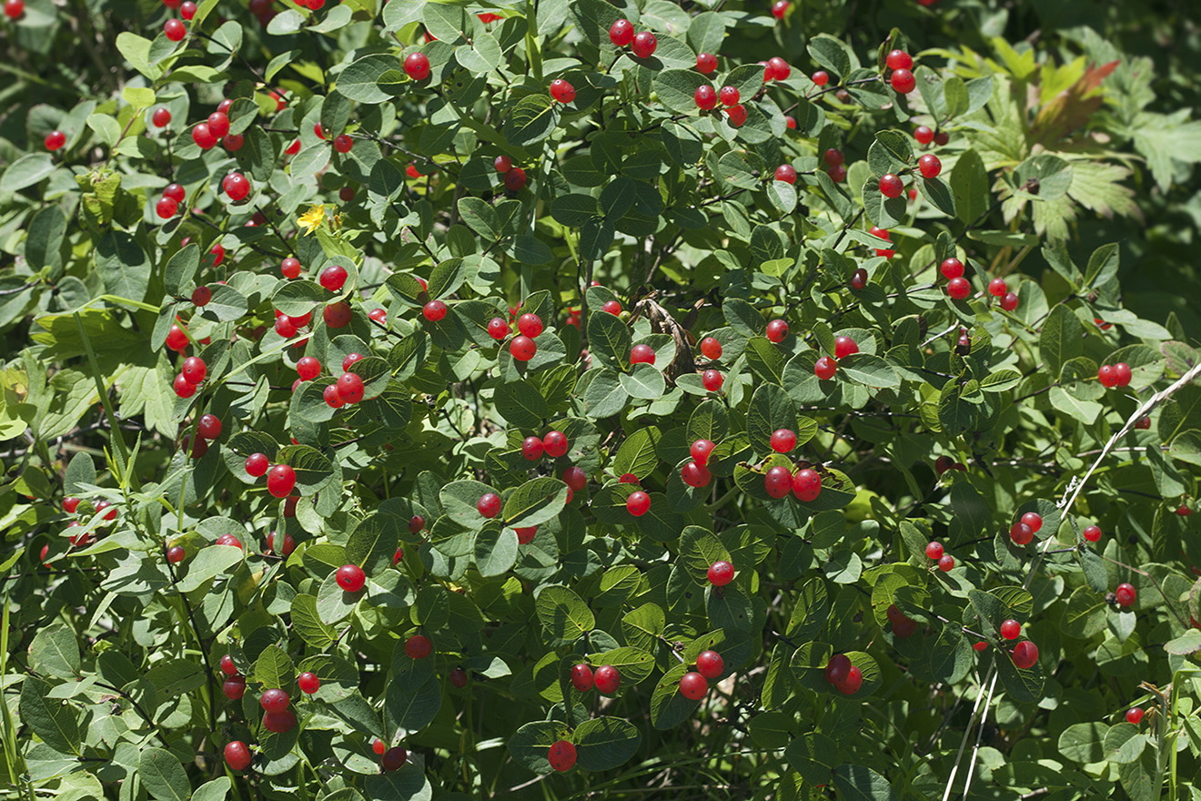 Изображение особи Lonicera chamissoi.