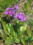 Primula farinosa