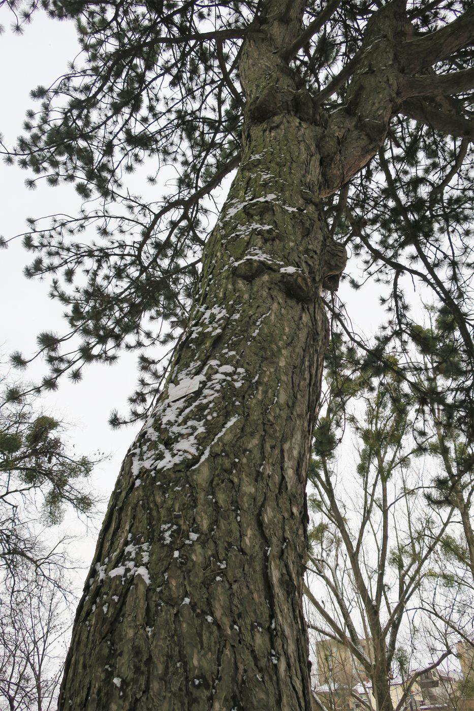 Изображение особи Pinus nigra.