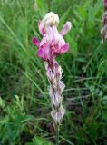 Hedysarum songoricum