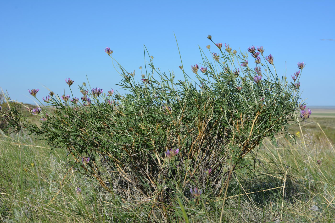 Изображение особи Astragalus arbuscula.