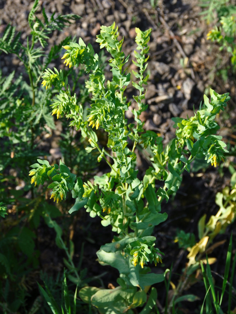 Image of Cerinthe minor specimen.