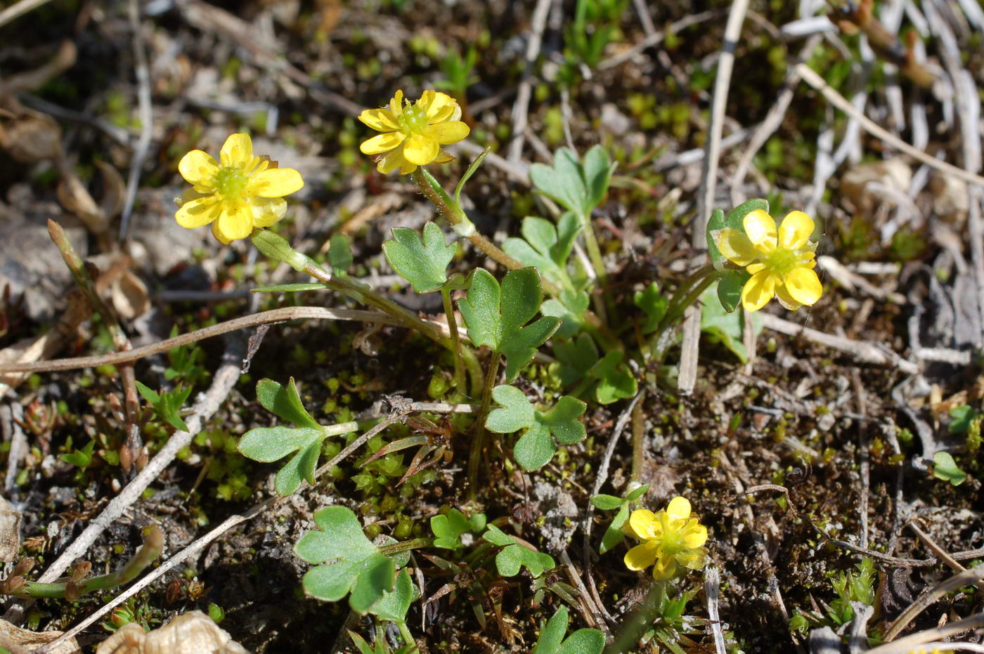 Image of Ranunculus hyperboreus specimen.