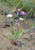 genus Jurinea