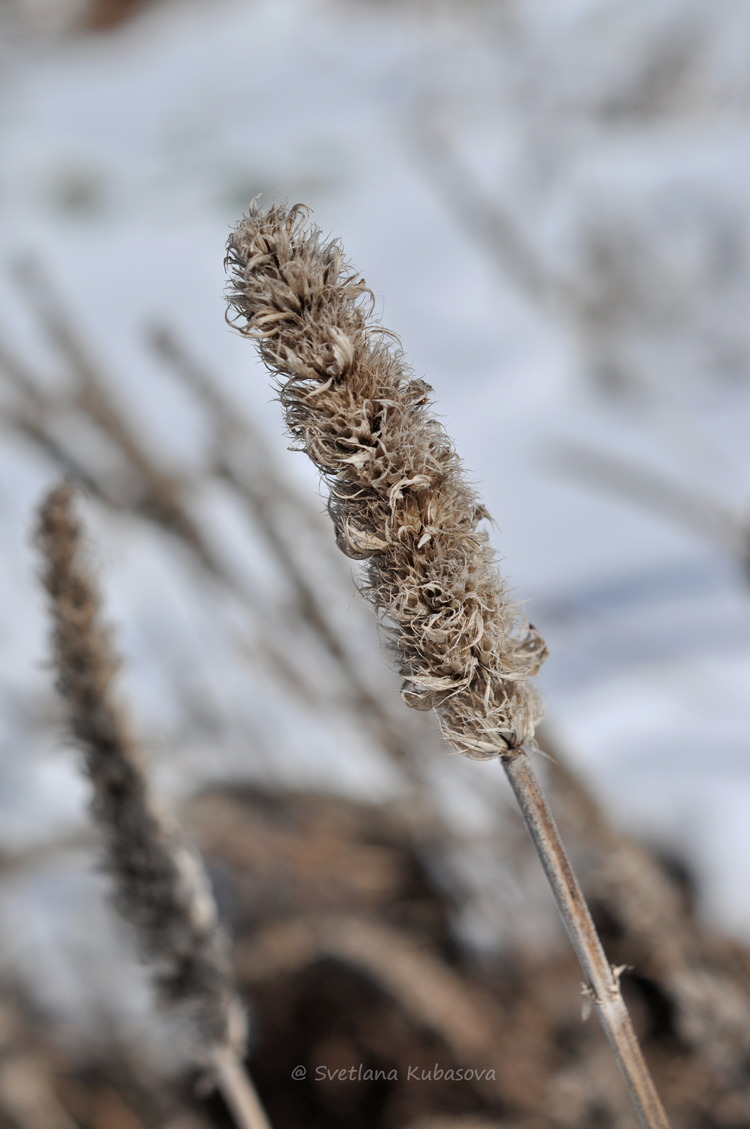 Image of Nepeta nervosa specimen.