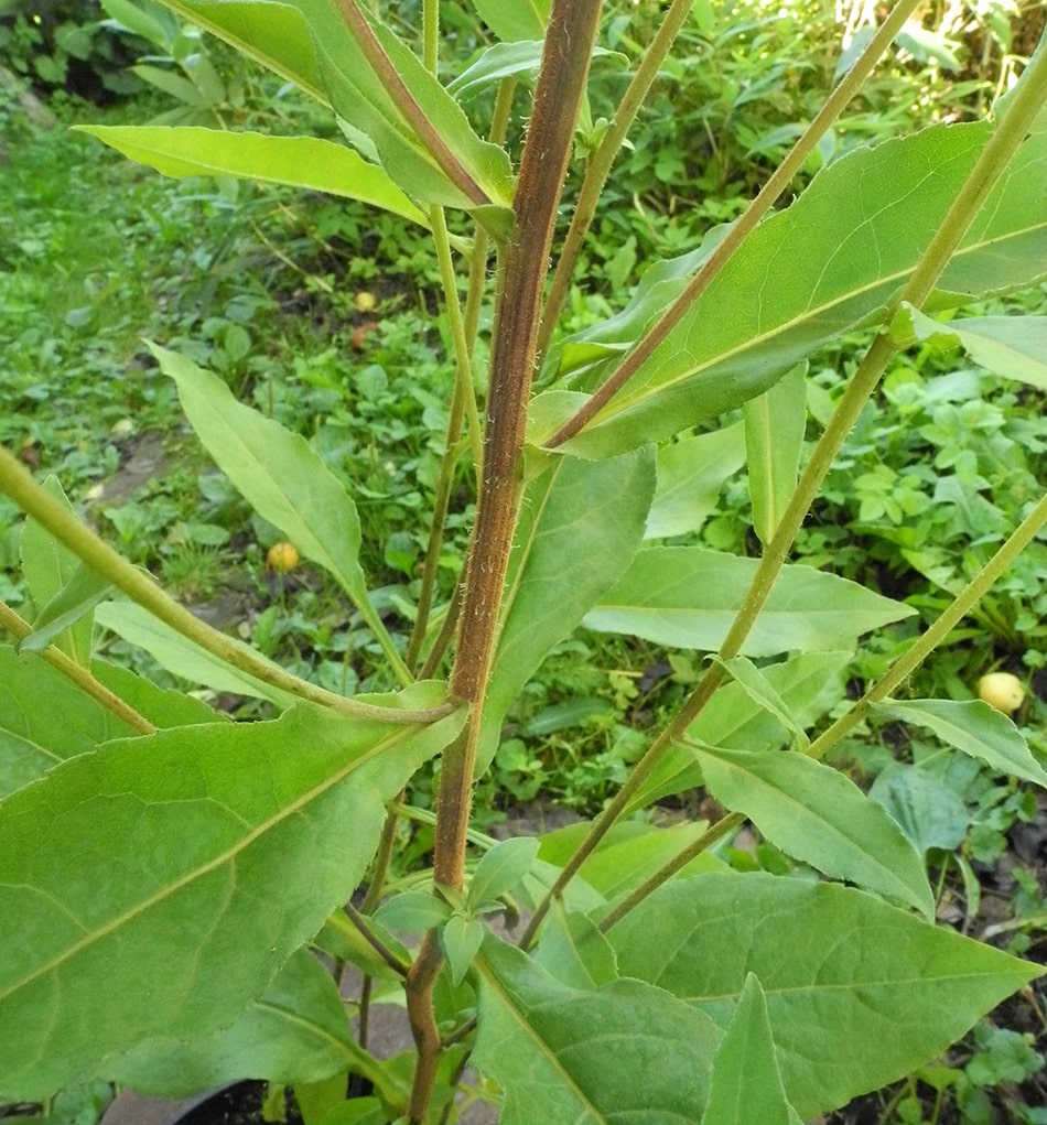 Изображение особи Eurybia &times; herveyi.