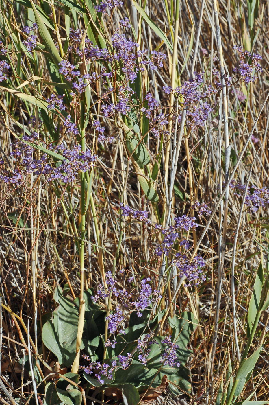 Image of Limonium gmelinii specimen.