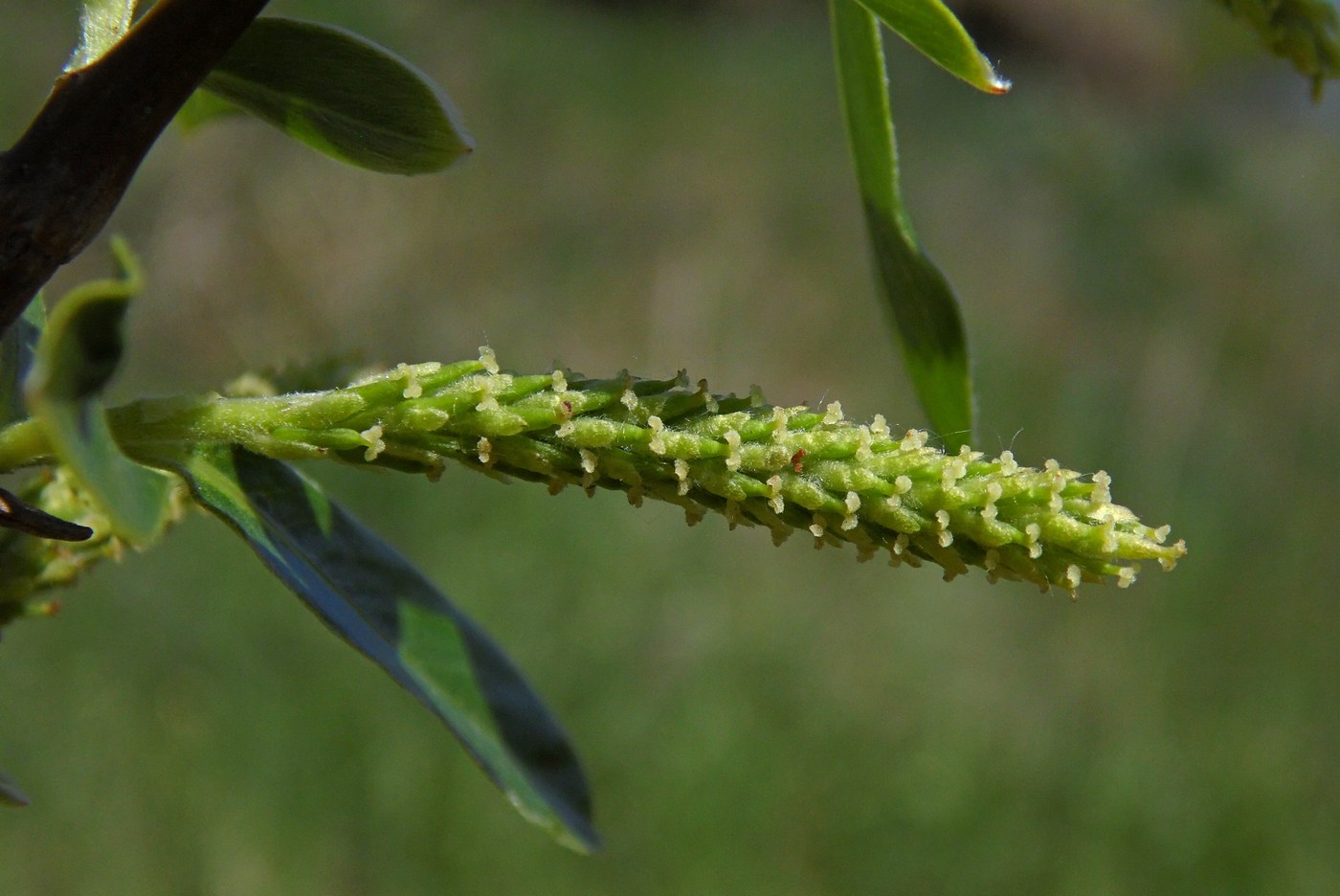 Image of Salix alba specimen.