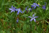 Vinca herbacea