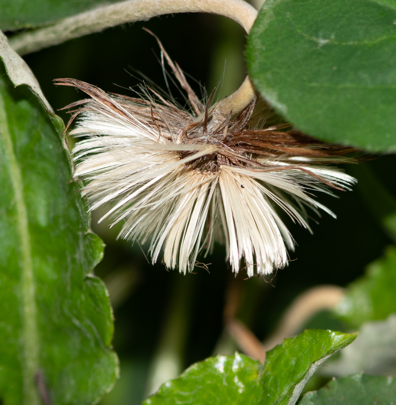 Image of Chaptalia nutans specimen.