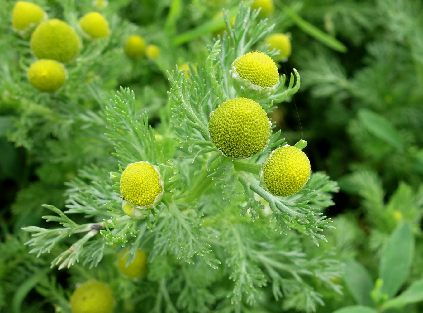 Изображение особи Matricaria discoidea.