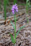 Dactylorhiza urvilleana. Цветущее растение (высота - 22 см, длина соцветия - 4,5 см). Краснодарский край, Туапсинский р-н, СЗ склон отрога (1397 м) массива горы Семиглавая, 1250 м н.у.м., заросли папоротника на субальпийском лугу. 15 июня 2019 г.