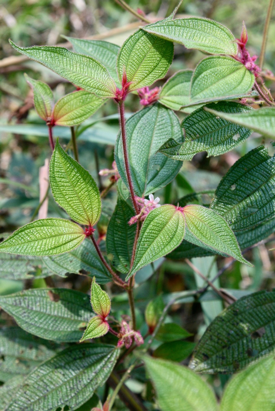 Image of Miconia crenata specimen.