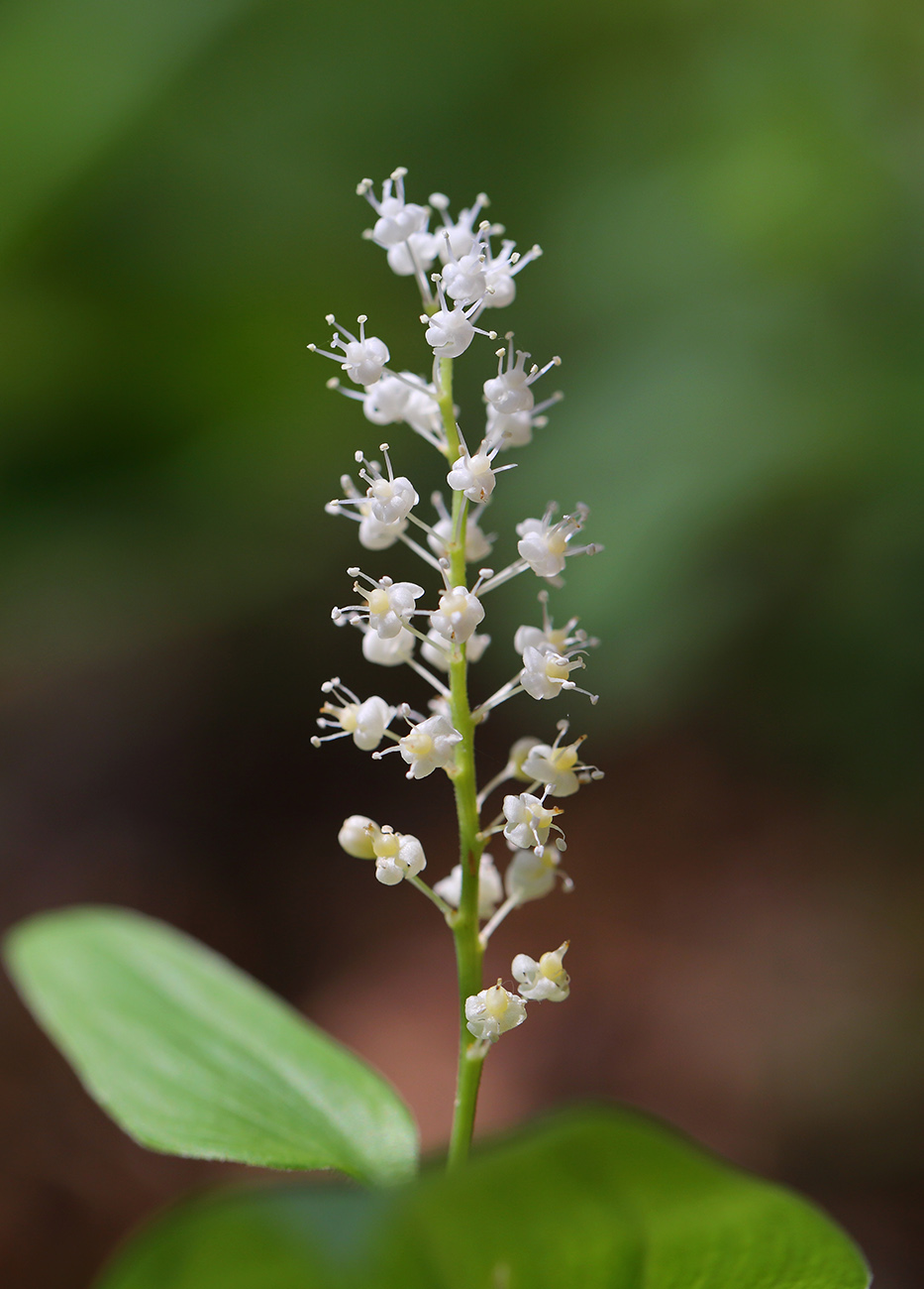 Изображение особи Maianthemum bifolium.