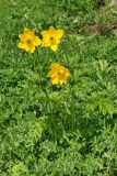 Pulsatilla aurea